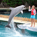 Bottle Nose Dolphin by Milton Moreno -  