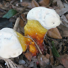 Lingzhi mushroom