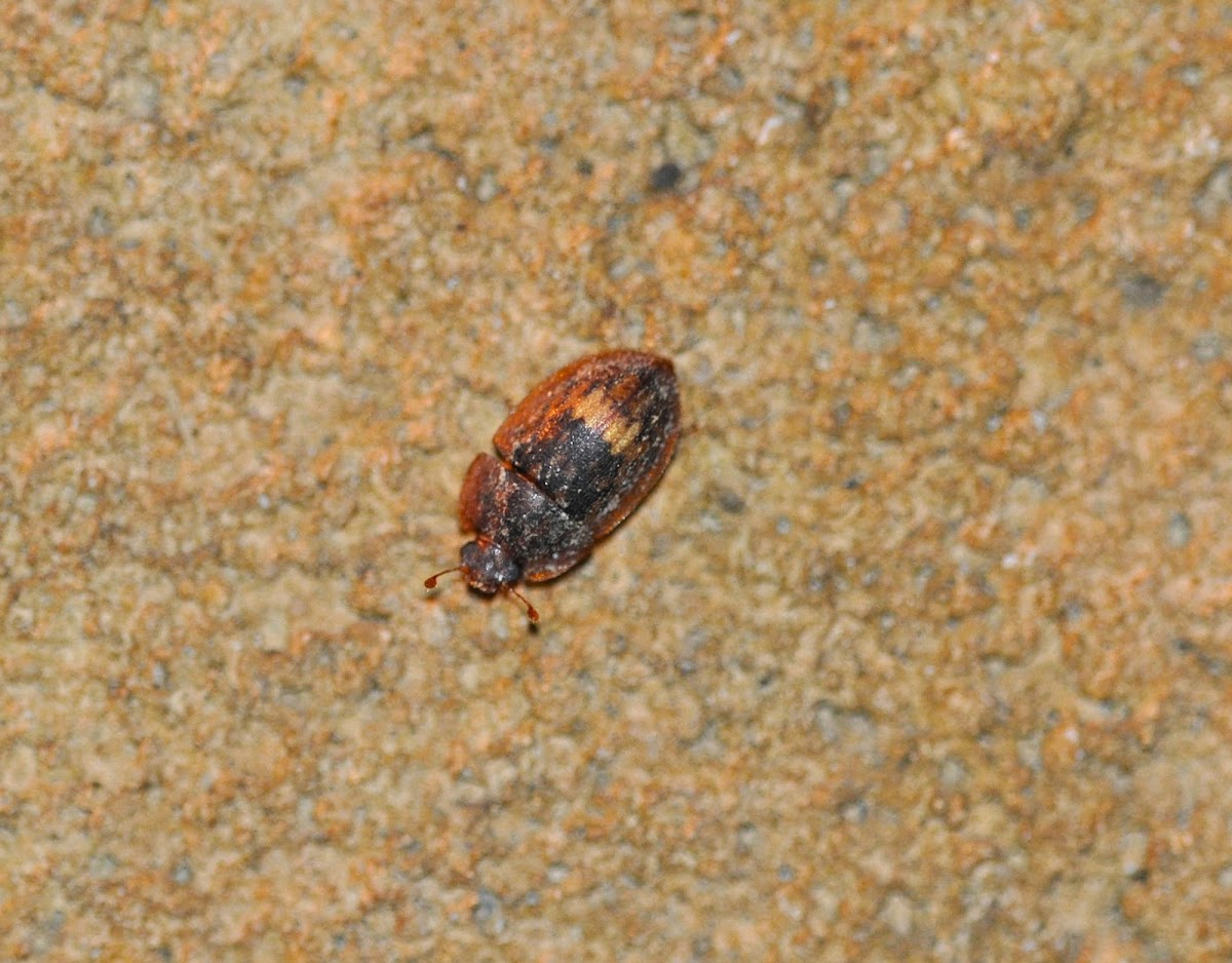 Beetle?