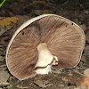 Agaricus sp