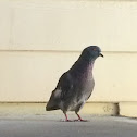 Rock Dove