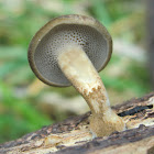 Polyporus arcularius