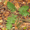 Intermediate Woodfern