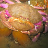 Dungeoness crab