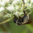 Honey bee (drone)