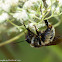 Honey bee (drone)