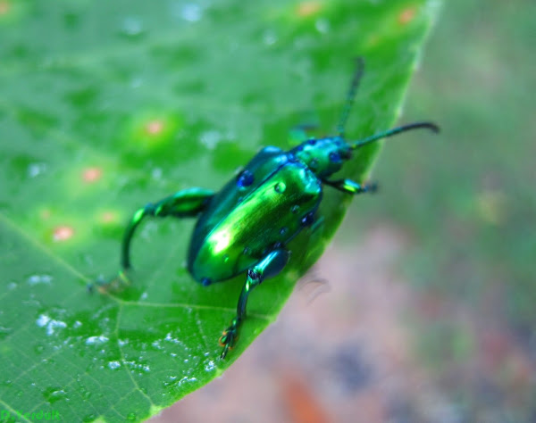 Frog legged leaf beetle | Project Noah