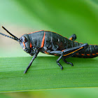 Eastern Lubber Grasshopper (nymph)