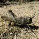 Egyptian locust
