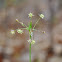 Hairy Wood Rush