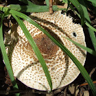 Echinoderma asperum