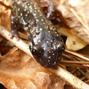 Northern Slimy Salamander