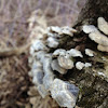 Bracket Fungus