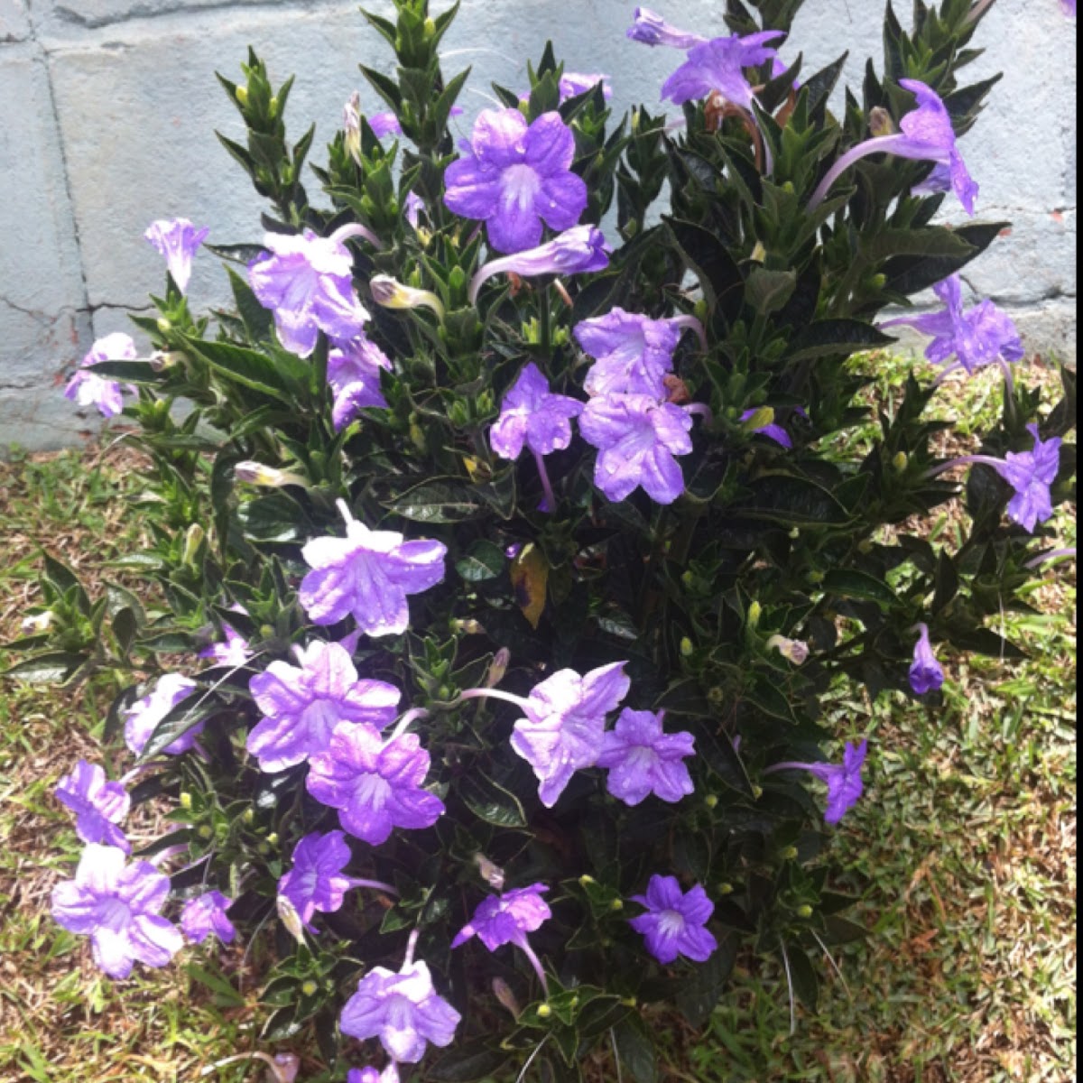 Ruellia, Petunia Mexicana