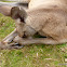 Eastern Grey Kangaroo