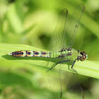 Eastern Pondhawk