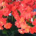 Kalanchoe