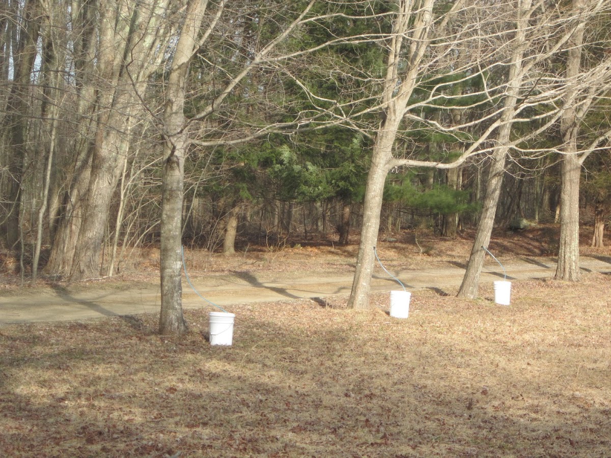 Sugar Maples Project Noah