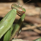 Chinese Mantis