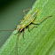 Unknown Bug Nymph