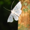 Derambila moth