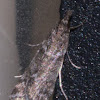 Narrow-winged Grey