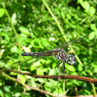 Blue Dasher (female)