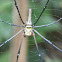 Female Golden Web Spider