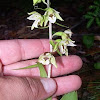Helleborine orchid