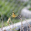 Halloween Pennant Dragonfly