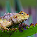Oriental  Garden Lizard