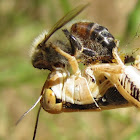 Grasshopper eating a Bee