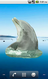 Dolphin Sticker poster 4