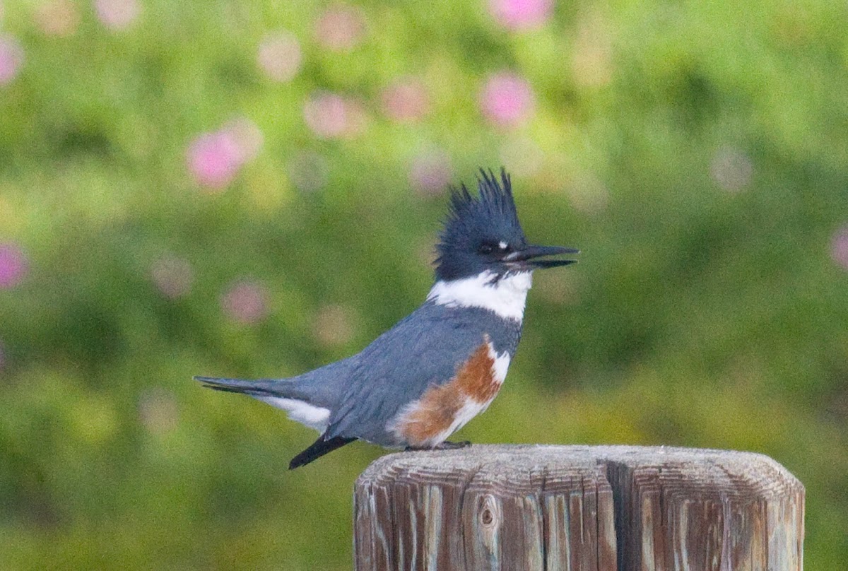 Belted Kingfisher (female)
