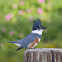 Belted Kingfisher (female)