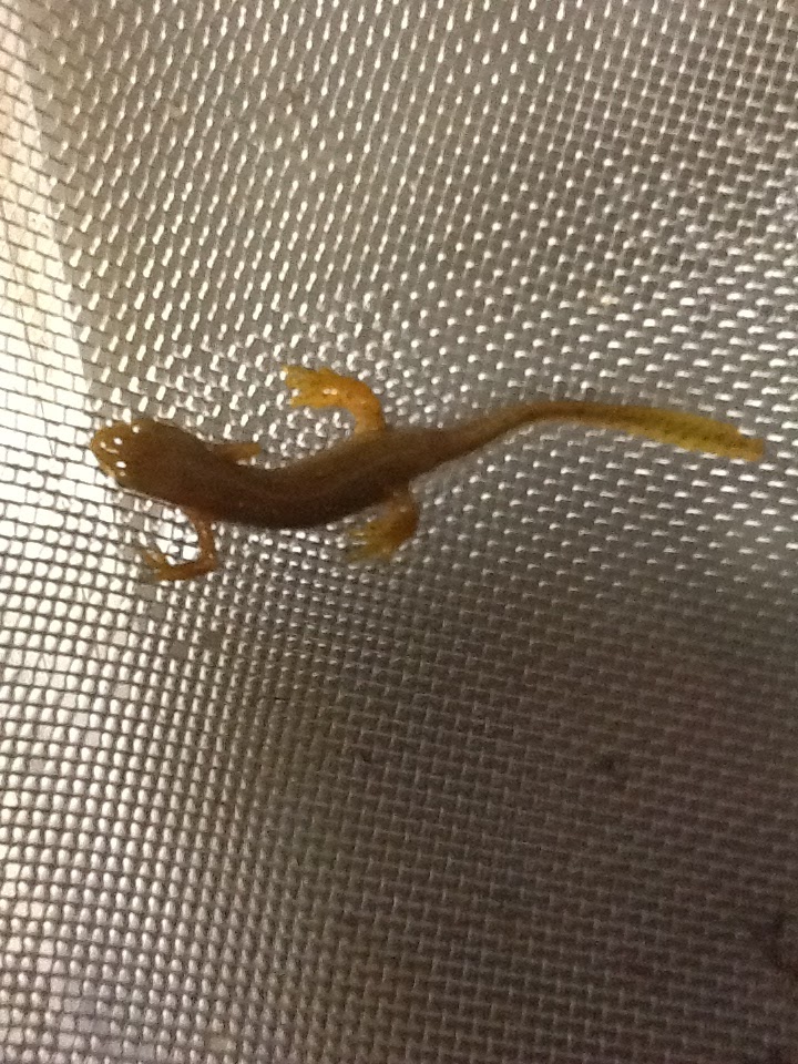 Eastern Newt