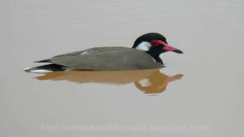 Red-wattled Lapwing 