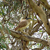 Nankeen Night Heron