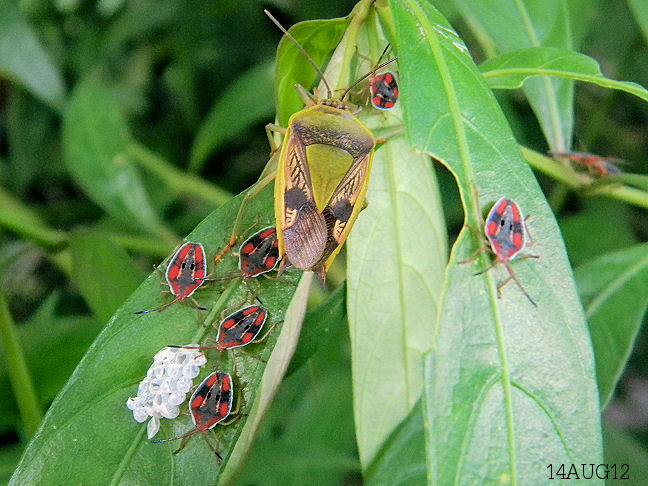 shield bug brood