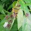 shield bug brood