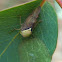 yellow-headed leafhopper