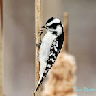 Downy Woodpecker