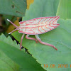 Sting bug