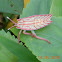 Sting bug