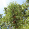 Lodgepole Pine