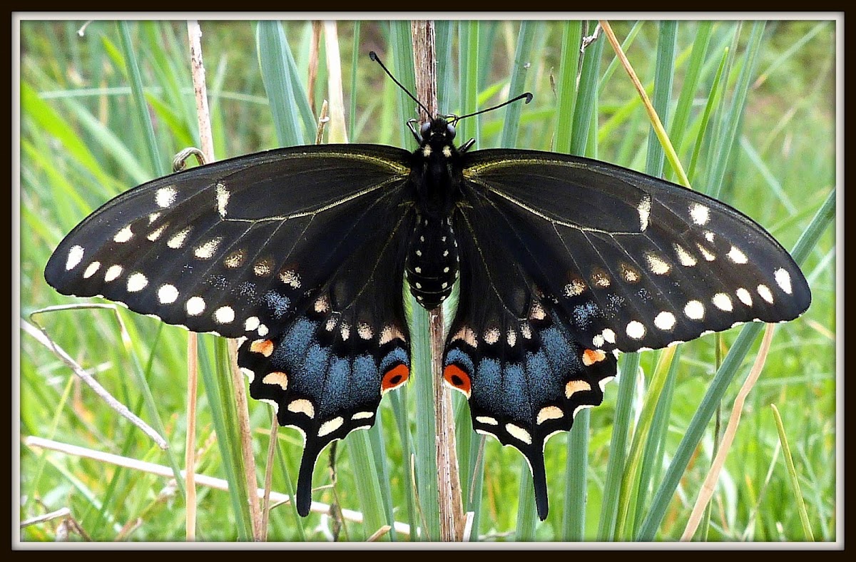 (Eastern) Black Swallowtail