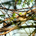 Common Taylor bird