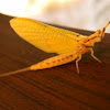 Giant Mayfly