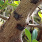 Mangrove Tree Crab