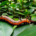 Caterpillar of Striped Blue Crow